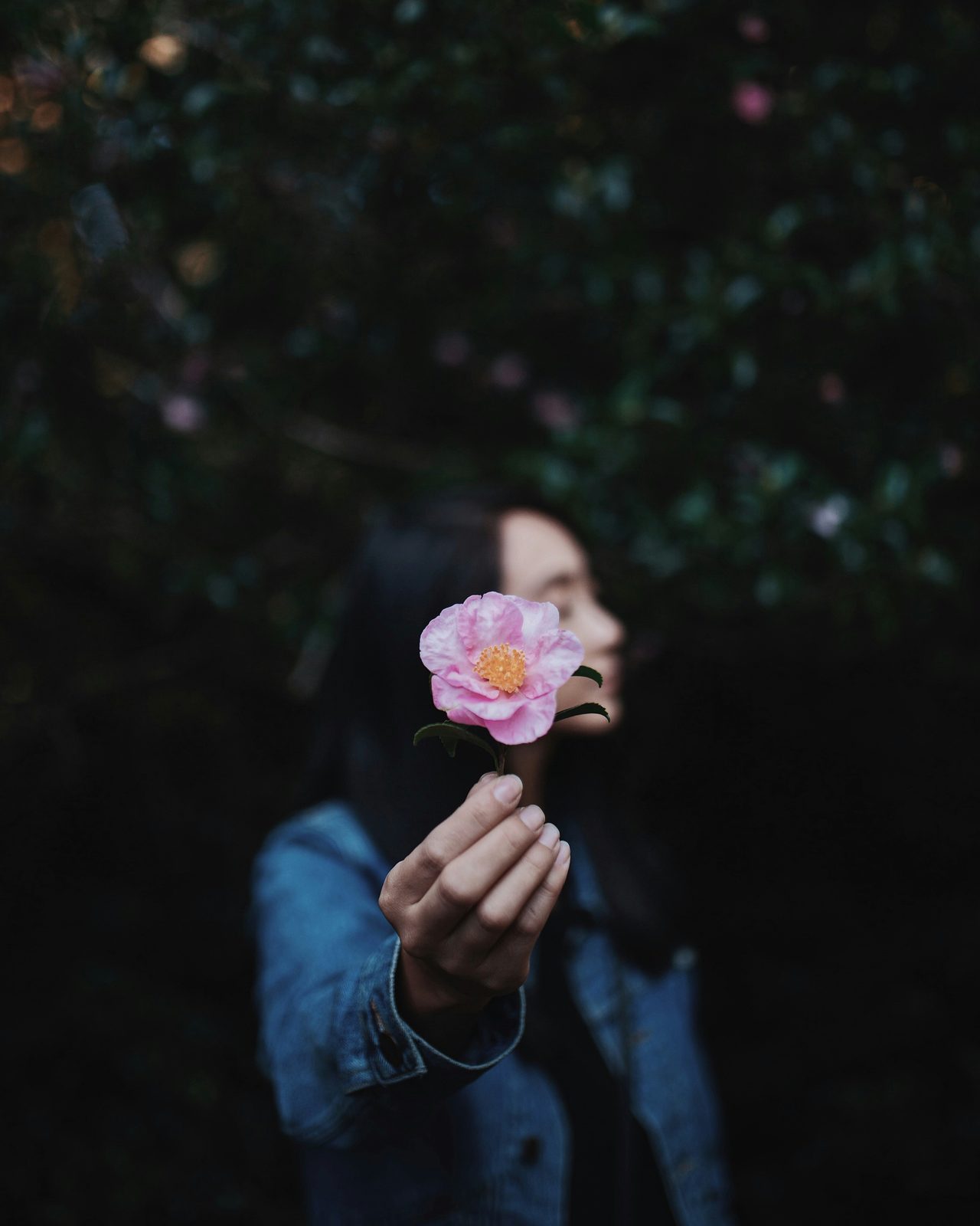 Fleur rose dans la pénombre