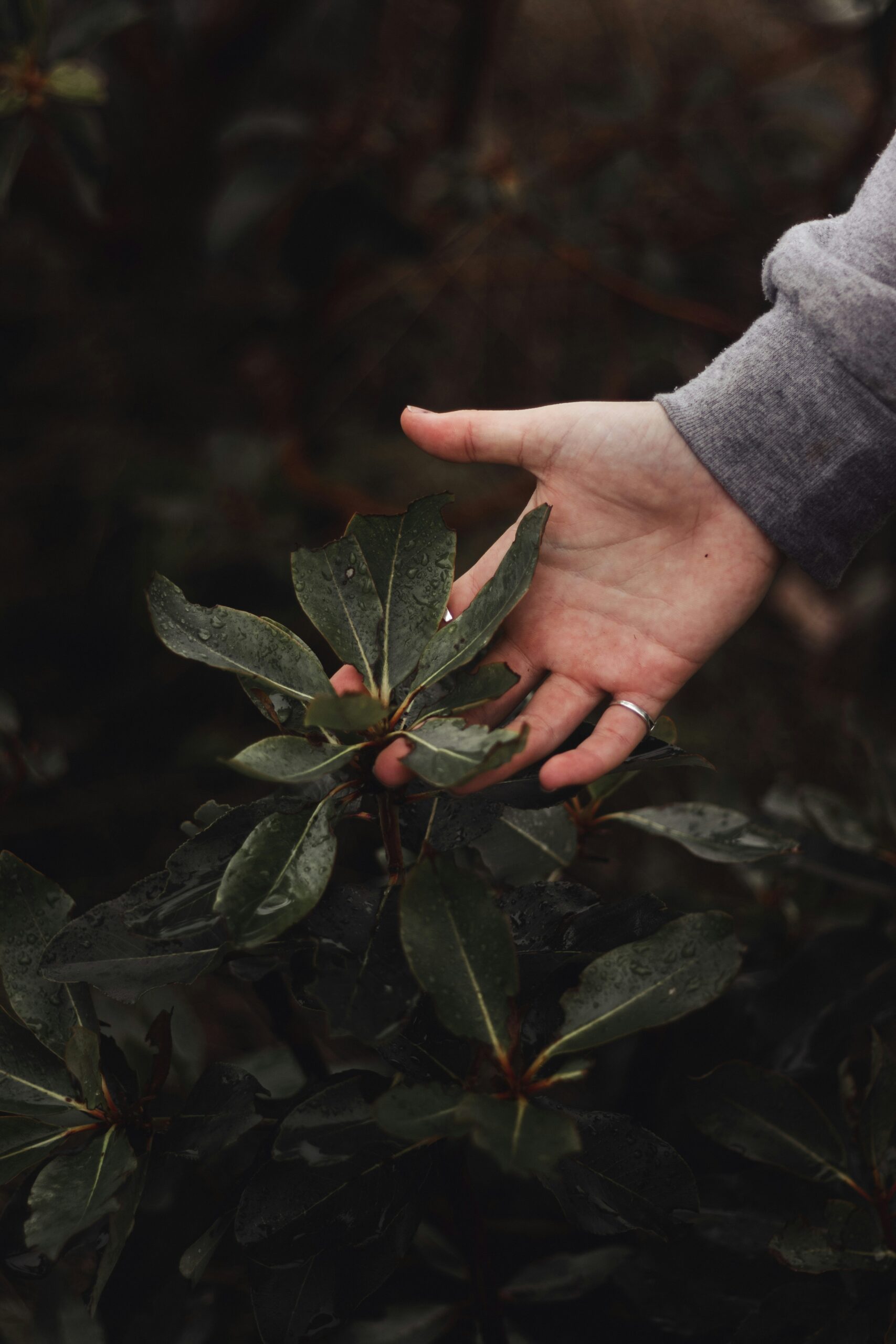 Main effleurant des feuilles, présence corporelle